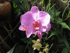 Orchidee1.JPG